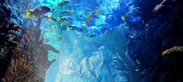 plastic bag underwater in coral reef